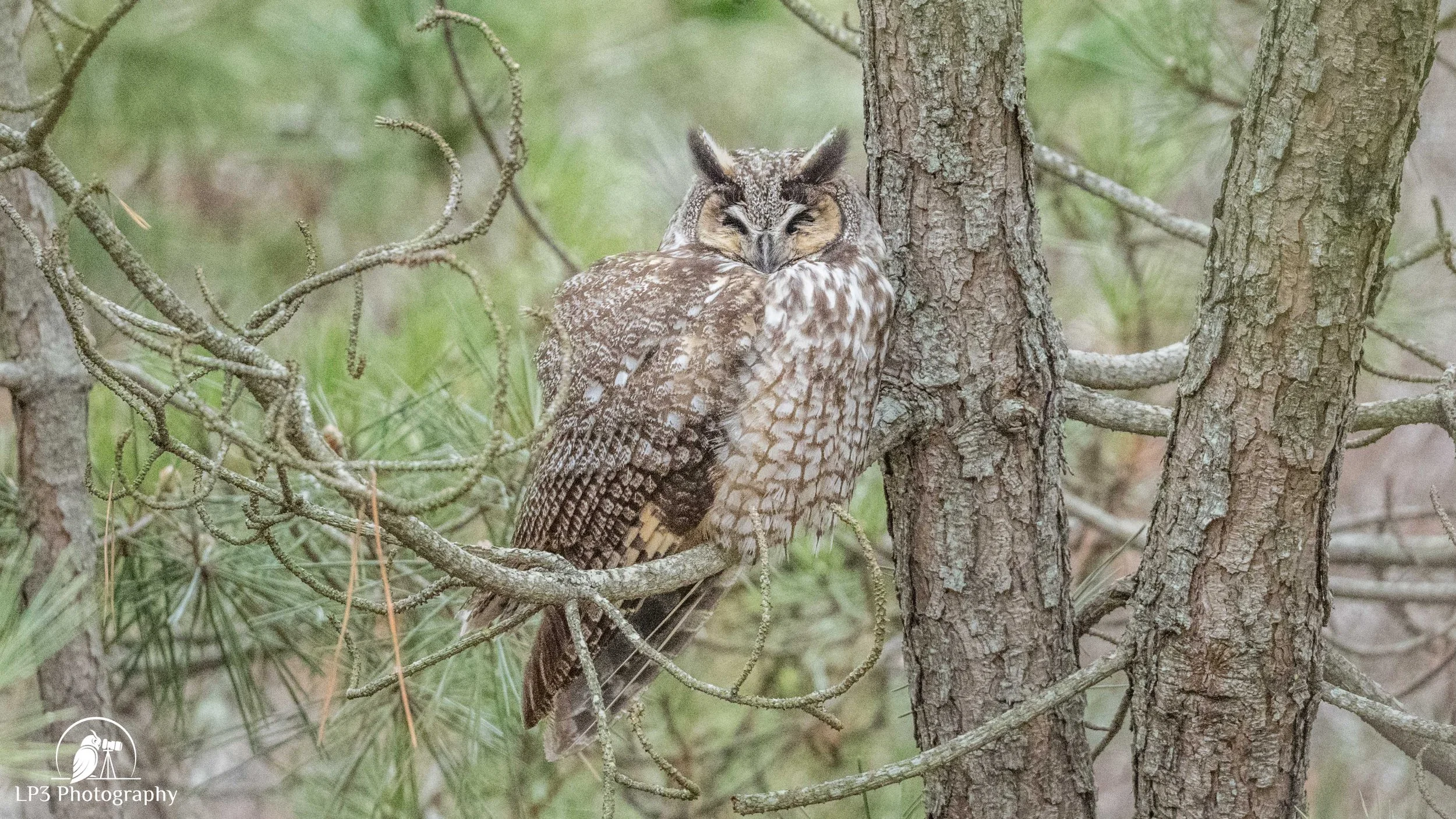 Steadfast Perched Owl プルオーバーパーカー M Owling in Northeast Massachusetts — Maine Young Birders Club